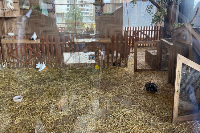 “Kolorit” restoranında heyvanların qanunsuz saxlanıldığı aşkar olunub