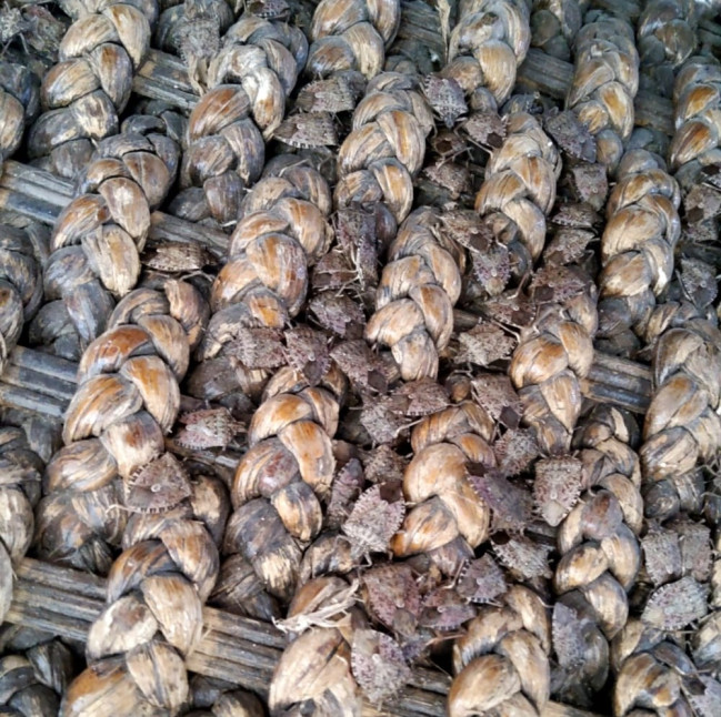Qəhvəyi mərmər bağacığına qarşı mübarizə tədbirləri davam etdirilir
