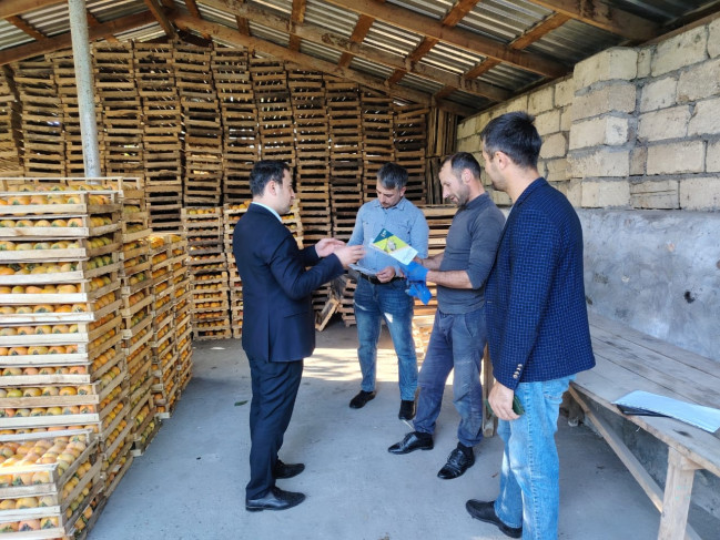 Zaqatala və Balakənin 9 kəndində zərərvericiyə qarşı maarifləndirmə tədbiri keçirilib