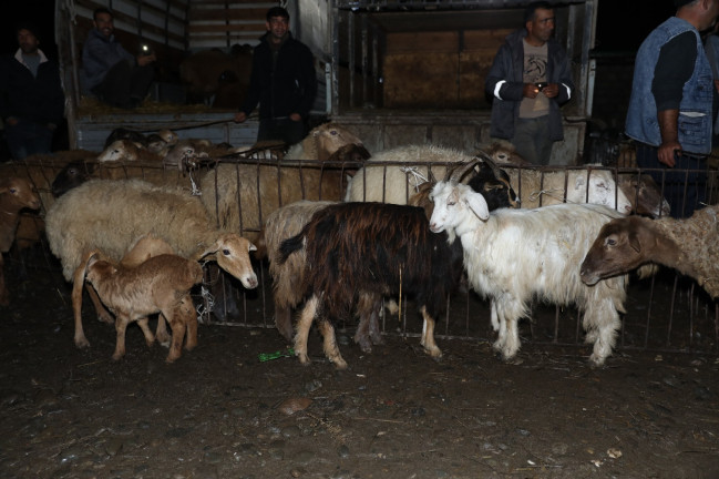 Biləsuvarda yerləşən heyvan bazarında nöqsanlar aşkarlanıb