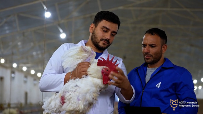 Azərbaycan Quş Əti, Yumurta İstehsalçıları və İxracatçıları Assosiasiyası “Qida təhlükəsizliyi tək dövlətin deyil, hər kəsin işidir” təşəbbüsünü dəstəkləyir - VİDEO