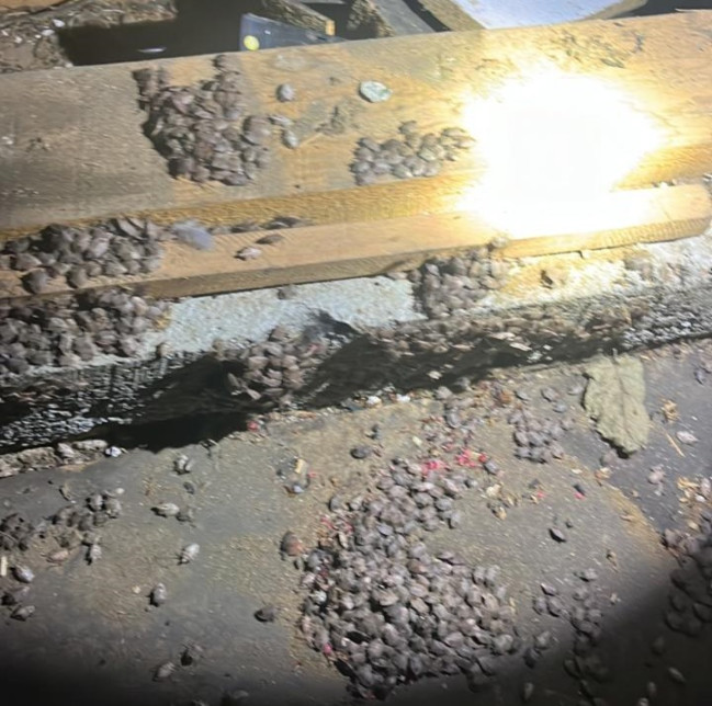 Qəhvəyi mərmər bağacığı təhlükəsinə qarşı operativ tədbirlər: 1000-dən çox tikili təmizlənib