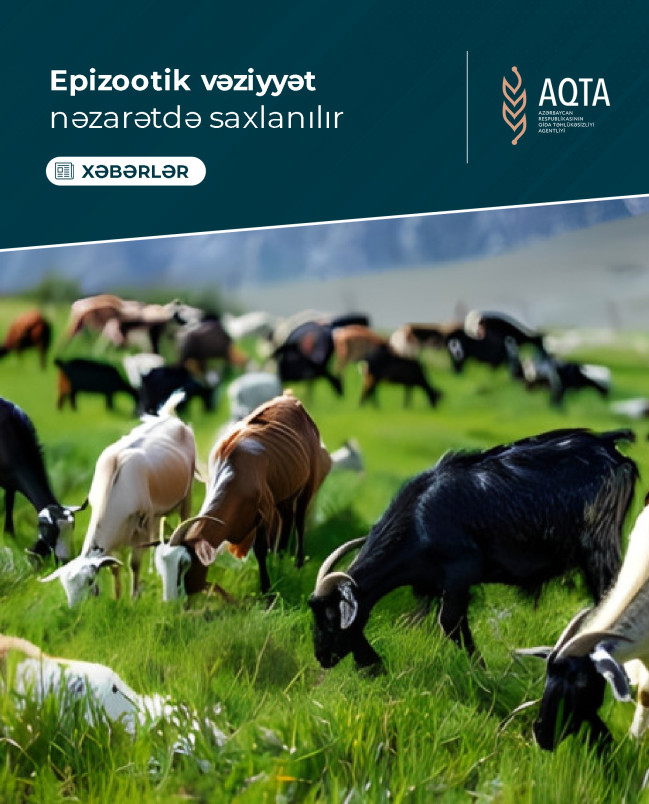 Epizootik vəziyyət nəzarətdə saxlanılır