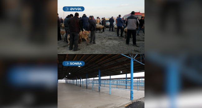 Bərdə heyvan satışı bazarı fəaliyyətə başlayıb