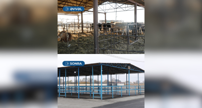 Bərdə heyvan satışı bazarı fəaliyyətə başlayıb