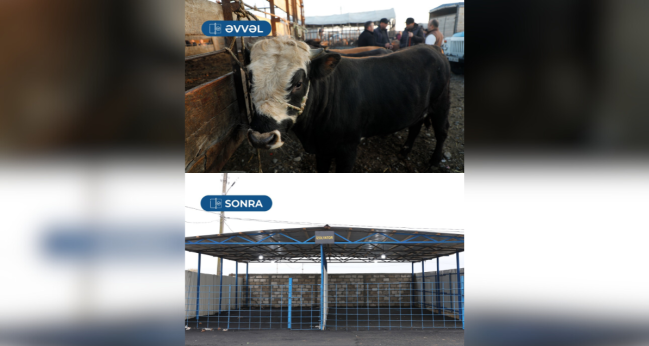 Bərdə heyvan satışı bazarı fəaliyyətə başlayıb