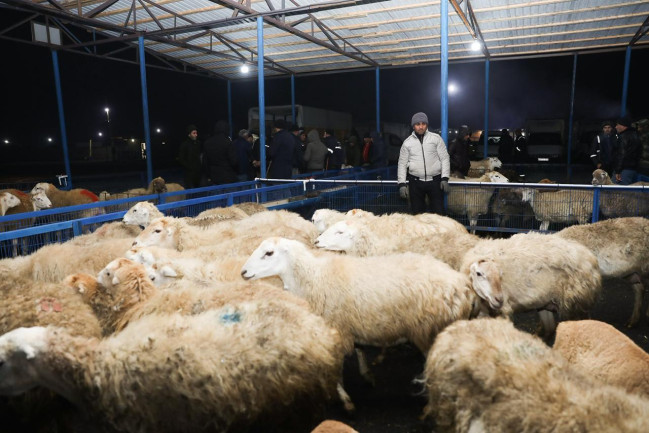 Bərdə heyvan bazarında iri və xırdabuynuzlu heyvanların ticarəti təşkil edilib - VİDEO