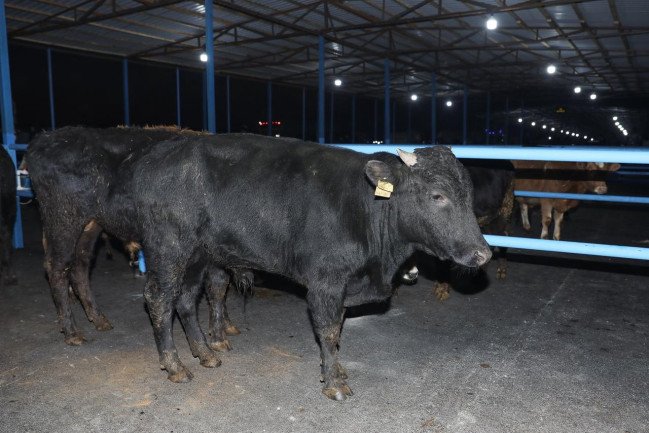 Bərdə heyvan bazarında iri və xırdabuynuzlu heyvanların ticarəti təşkil edilib - VİDEO