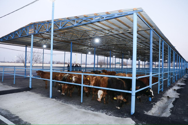 Bərdə heyvan bazarında iri və xırdabuynuzlu heyvanların ticarəti təşkil edilib - VİDEO