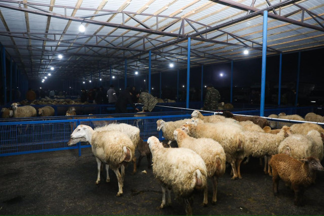 Bərdə heyvan bazarında iri və xırdabuynuzlu heyvanların ticarəti təşkil edilib - VİDEO