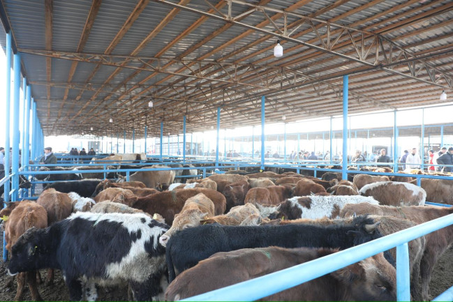 Bərdə heyvan bazarında iri və xırdabuynuzlu heyvanların ticarəti təşkil edilib - VİDEO