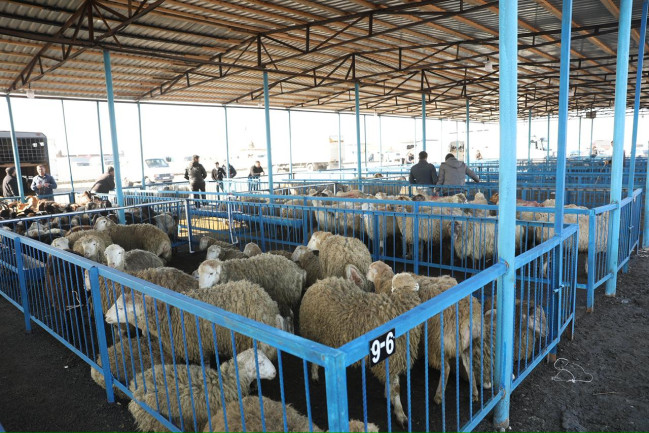 Bərdə heyvan bazarında iri və xırdabuynuzlu heyvanların ticarəti təşkil edilib - VİDEO