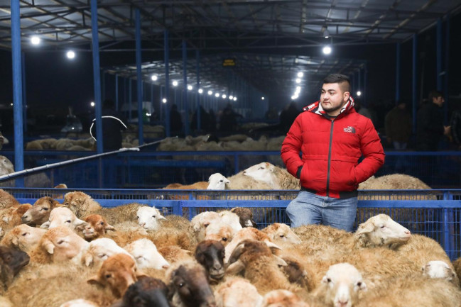 Bərdə heyvan bazarında iri və xırdabuynuzlu heyvanların ticarəti təşkil edilib - VİDEO