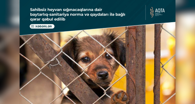 Sahibsiz heyvan sığınacaqlarına dair baytarlıq-sanitariya norma və qaydaları ilə bağlı qərar qəbul edilib