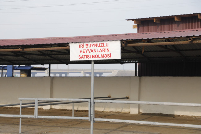 Salyan heyvan bazarı yenidən qurulub