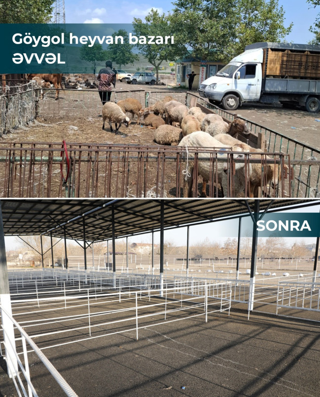 Salyan və Göygöl heyvan bazarları fəaliyyətə başlayıb