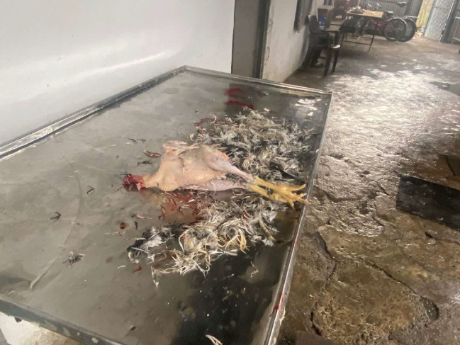 İsmayıllıda qanunsuz fəaliyyət göstərən quş kəsimi sexi aşkarlanıb