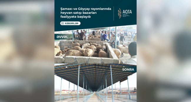 Şamaxı və Göyçay heyvan satışı bazarları açıldı