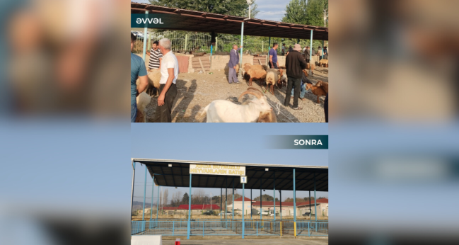 Şamaxı və Göyçay heyvan satışı bazarları açıldı