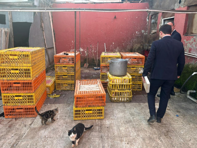 Masallıda qanunsuz fəaliyyət göstərən toyuq sexi aşkarlanıb-VİDEO