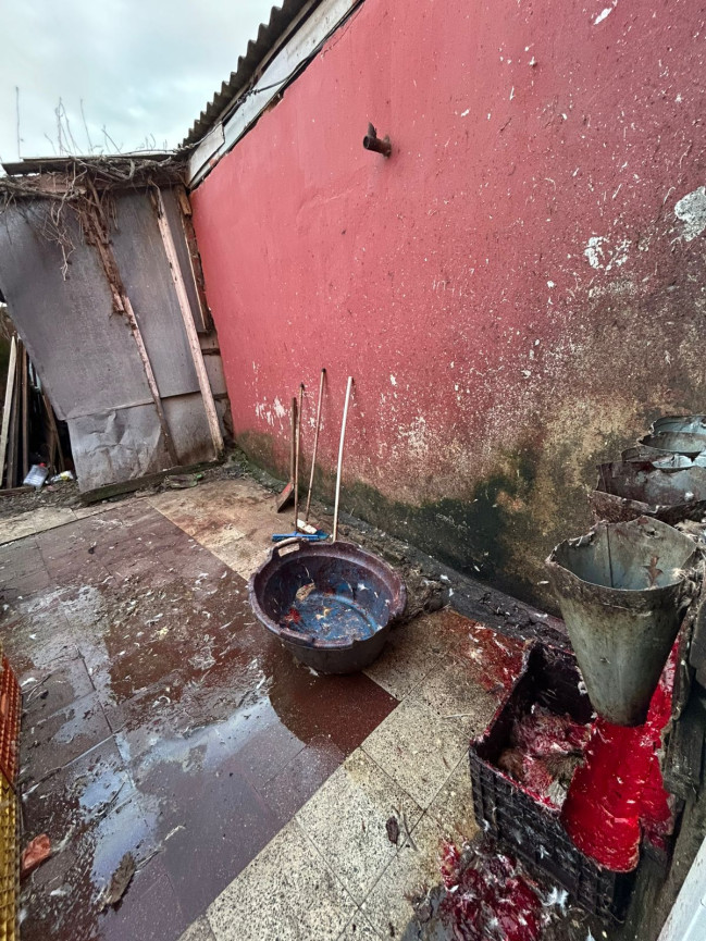 Masallıda qanunsuz fəaliyyət göstərən toyuq sexi aşkarlanıb-VİDEO