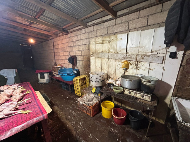 Masallıda qanunsuz fəaliyyət göstərən toyuq sexi aşkarlanıb-VİDEO