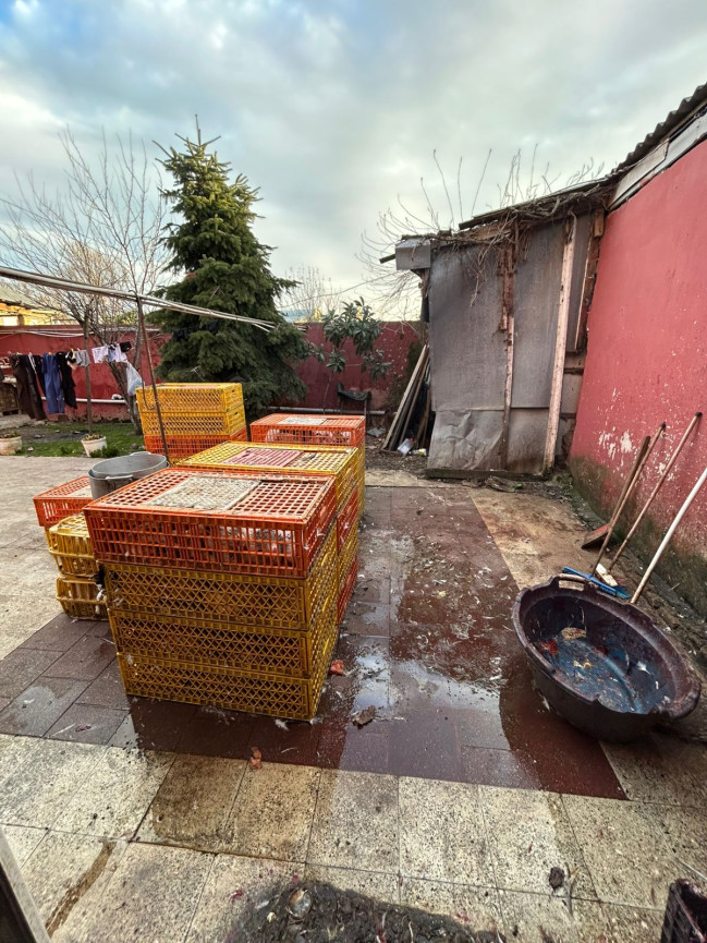 Masallıda qanunsuz fəaliyyət göstərən toyuq sexi aşkarlanıb-VİDEO