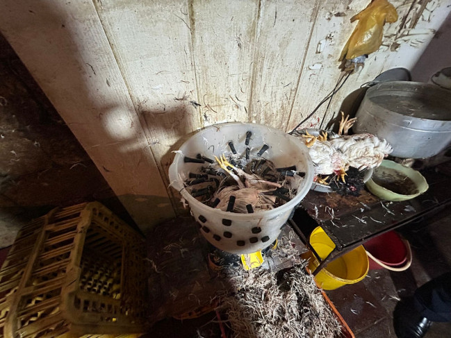 Masallıda qanunsuz fəaliyyət göstərən toyuq sexi aşkarlanıb-VİDEO