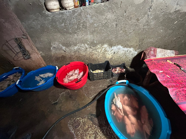 Masallıda qanunsuz fəaliyyət göstərən toyuq sexi aşkarlanıb-VİDEO