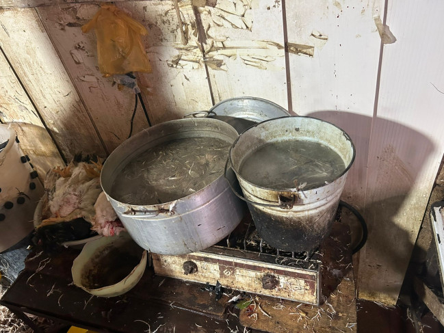 Masallıda qanunsuz fəaliyyət göstərən toyuq sexi aşkarlanıb-VİDEO