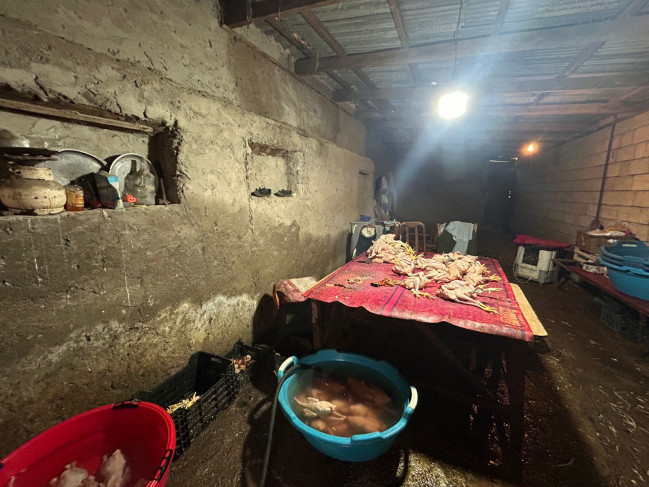 Masallıda qanunsuz fəaliyyət göstərən toyuq sexi aşkarlanıb-VİDEO