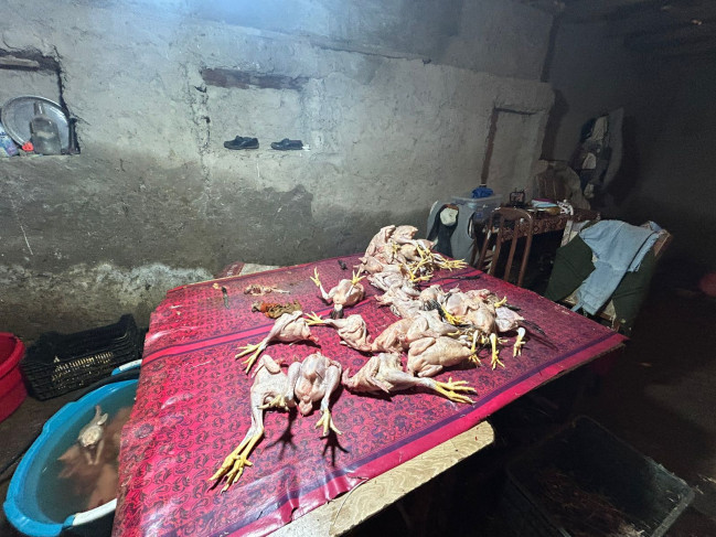 Masallıda qanunsuz fəaliyyət göstərən toyuq sexi aşkarlanıb-VİDEO