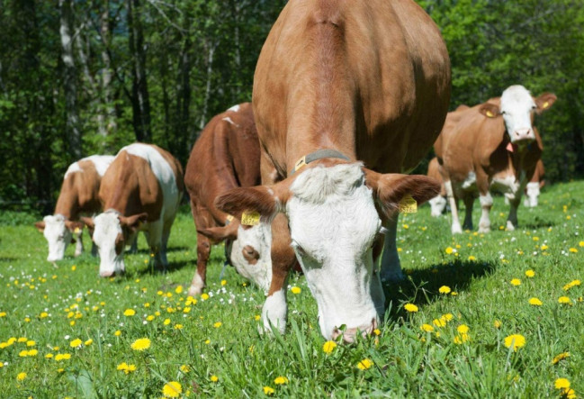 Şərqi Zəngəzur və Qarabağ iqtisadi rayonlarında heyvan xəstəliklərindən azad zonaların sərhədləri müəyyənləşdirilib