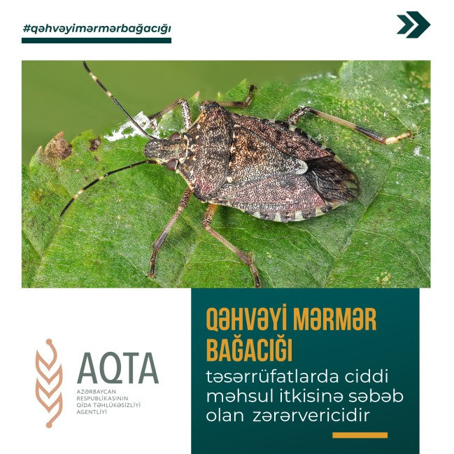 Qəhvəyi mərmər bağacığına qarşı mübarizə üsulları