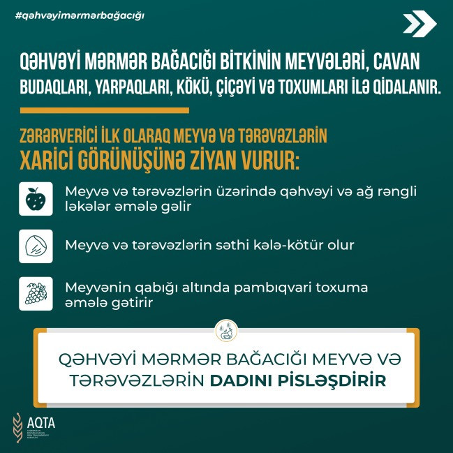 Qəhvəyi mərmər bağacığına qarşı mübarizə üsulları