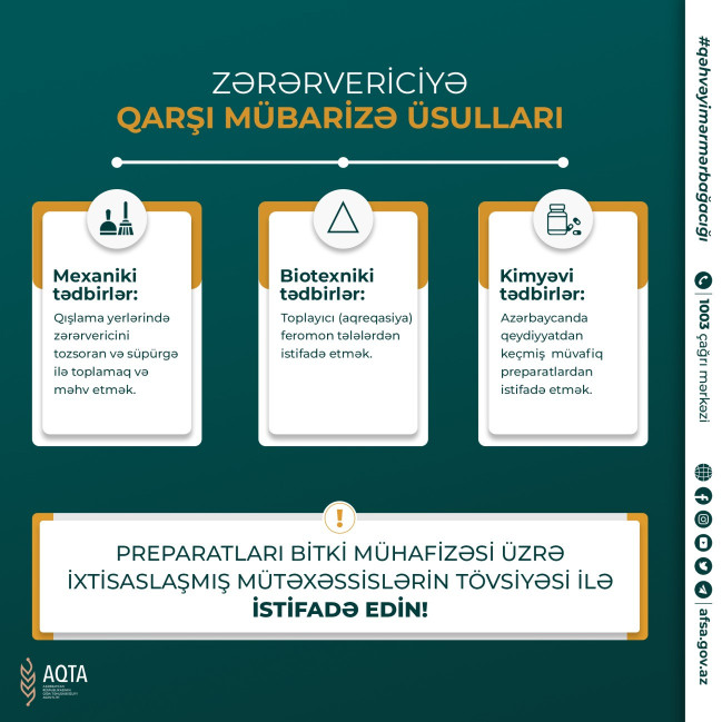 Qəhvəyi mərmər bağacığına qarşı mübarizə üsulları