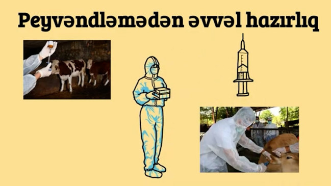 AQTA heyvanların peyvəndlənməsi ilə bağlı videoçarx hazırlayıb – VİDEO