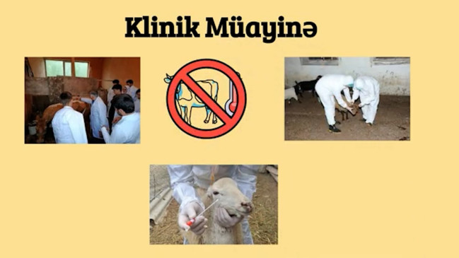 AQTA heyvanların peyvəndlənməsi ilə bağlı videoçarx hazırlayıb – VİDEO