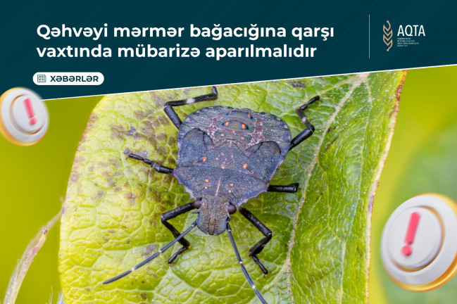 Qəhvəyi mərmər bağacığına qarşı vaxtında mübarizə aparılmalıdır