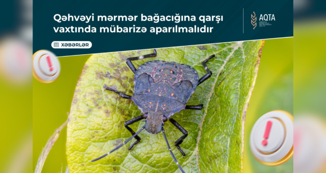 Qəhvəyi mərmər bağacığına qarşı vaxtında mübarizə aparılmalıdır
