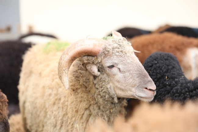 Qurbanlıq heyvanların kəsimi yalnız sanitariya-gigiyena tələblərinə cavab verən məntəqələrdə həyata keçirilməlidir
