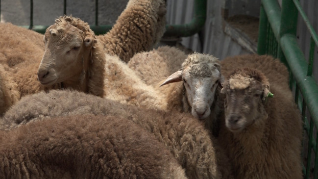 Qurban bayramı ilə bağlı hazırlıq işləri yekunlaşıb - VİDEO