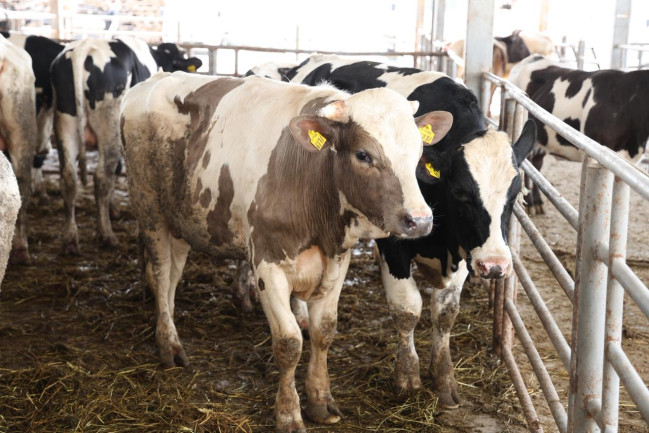 AQTA Qurban bayramı ilə bağlı jurnalistlər üçün infotur təşkil edib