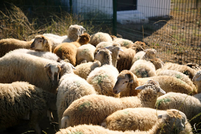 İşğaldan azad olunmuş rayonlarda qurbanlıq heyvanların satışı və kəsimi təşkil edilib