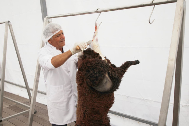 İşğaldan azad olunmuş rayonlarda qurbanlıq heyvanların satışı və kəsimi təşkil edilib