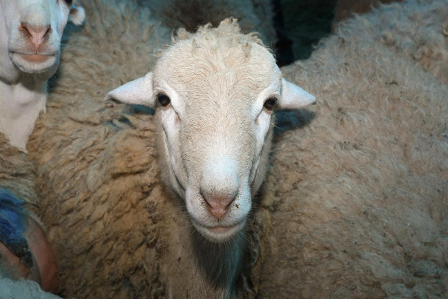 Ölkə üzrə 134 ünvanda qurbanlıq heyvanların satış və kəsim xidmətləri davam etdirilib