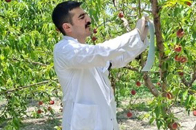 Meyvə bağlarında fitosanitar monitorinqlər davam etdirilir