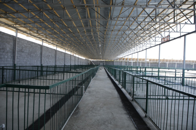 Binə qəsəbəsində yeni heyvan bazarı fəaliyyətə başlayıb