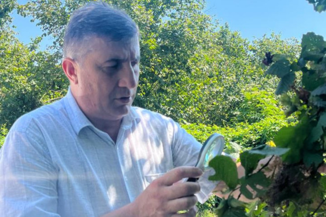 Amerika ağ kəpənəyinə qarşı fitosanitar tədbirlər davam etdirilir