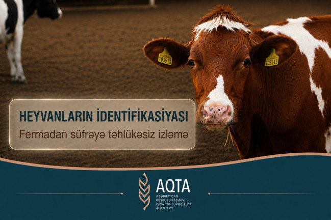 Heyvanların identifikasiyası: Fermadan süfrəyə təhlükəsiz izləmə